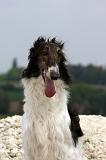 BARZOI 058